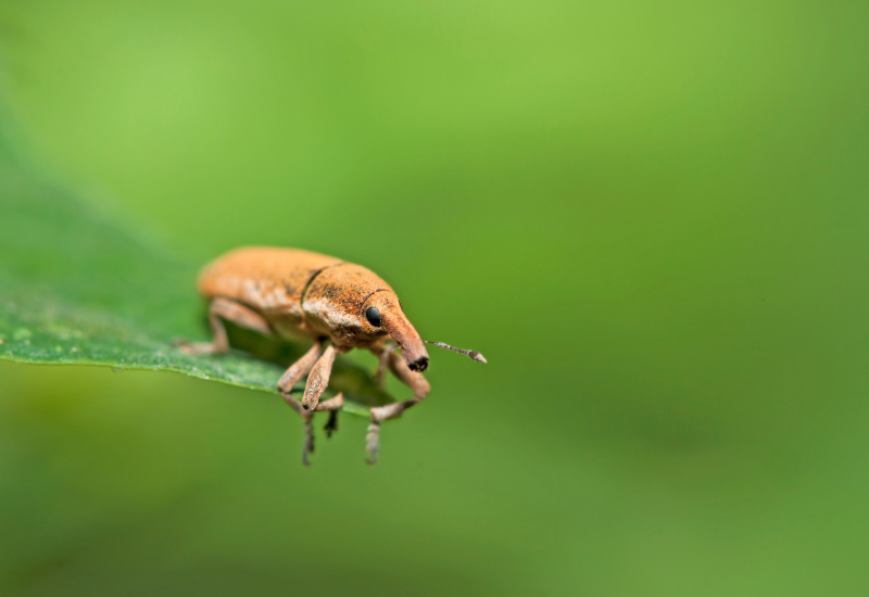 The boll weevil